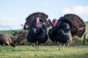 Farmers urged to strengthen biosecurity measures amid rising bird flu risk Ref:RH020224180  Rob Haining / The Scottish Farmer