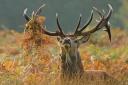 There are estimated to be around 1 million deer in Scotland