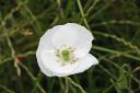 The Sunday National is displaying a white poppy on its front page today