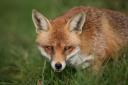 Snares are currently used by land managers to control fox numbers