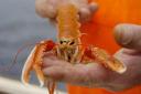 The charity says fishing practices surrounding scampi production aren't sustainable