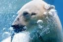 Inuka the polar bear had reached a ripe old age of 27