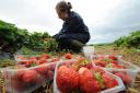 The UK's migration policy has hindered recruitment in sectors such as Scotland's soft fruit industry