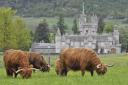 Balmoral Highland cattle fold has been hugely successful in recent years