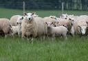 Police are appealing for information after the theft of 40 sheep near Kinross