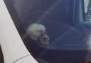 Home Office contractor criticised after 'human skull' left in vehicle