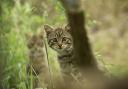 A Scottish Wildcat kitten