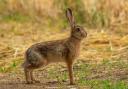 Minister welcomes increased sightings of ‘iconic’ mountain hares
