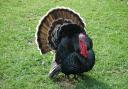 Turkeys reared on factory farms suffer from severe health issues and pain