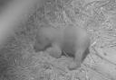 The cub was born in December at the RZSS-owned Highland Wildlife Park near Kingussie