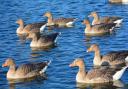 Orkney has seen the population of greylag geese rise sharply since 2001