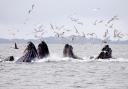 Humpback whales are among those that make their way to the oceans around Scotland – and are pictured in coastal waters around British Colombia, Canada. Photograph: WWF-Canada/Chad Graham