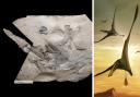 The fossil of the pterosaur was found on Skye, around 160 million years after it was alive. Pictures: Gregory Funston and  Natalia Jagielska