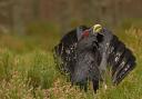 Studies show that capercaillie birds may miss out on 40 per cent of suitable habitats due to human disturbance