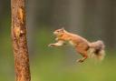 Autumn is the best time to see a red squirrel as the animals collect food to store for the winter. Picture: SCOTLAND: The Big Picture
