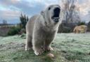 Brodie is the UK's only polar bear cub