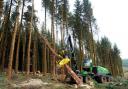 Forestry has been called a thriving sector in Scotland