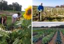 Tree planting efforts, and community and market gardens have been part of Lauriston Farm's first year