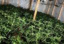 Massive cannabis farm uncovered in Valentine's Day bust