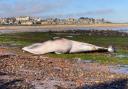 The minke whale washed up on the beach at North Berwick on Thursday morning