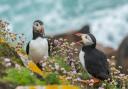 Puffin Cove on the NC500 is one of the best places on the UK mainland to spot Atlantic Puffins