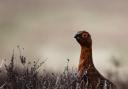 New laws to regulate the grouse shooting industry have passed at Holyrood