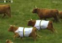 Highland cows show off the streamlined nature of their kit