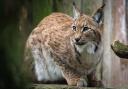 Campaigners want to see lynx reintroduced to the forests of Scotland