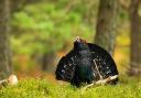 The iconic capercaillie is facing extinction