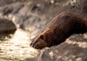 Four families of beavers are to be trapped and released into new areas in Scotland