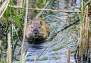 Beavers could threaten prime farmland in the Cairngorms, locals say