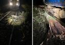 A tree fell on the train tracks between Glasgow and Oban as Storm Babet arrives