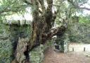 The Fortingall yew tree, located near Aberfeldy, is the oldest living organism in Europe