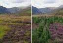 Pictures show current restoration at the SSSI/SPA on Alladale wilderness estate, as well as a view of the SSSI/SPA before restoration