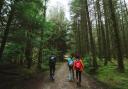 Land activist Andy Wightman is worried that forests are being excluded from land reform policies