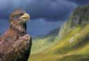 Golden Eagles are native to Scotland but a rare sight