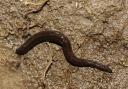 Medicinal leech numbers have been severely reduced by habitat loss