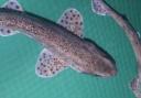 Deep Sea World has rehomed eight lesser spotted catsharks