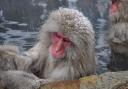 Some groups of Japanese macaque are known for frequenting hot springs in their native habitat