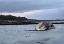 The body of the whale will be left in its current location to decompose naturally