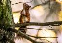 Around 80% of the UK's red squirrel population is found in Scotland