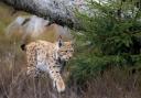 An exhibition on the potential reintroduction of lynx is set to tour southern Scotland