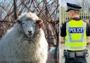 Police are appealing following a 'significant livestock attack' in Ayrshire