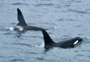 The well-known whales belong to Scotland's only known resident pod of Orcas and are named John Coe and Aquarius