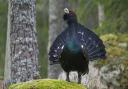 There are concerns that plans for a phone mast in the Cairngorms National Park could harm Scotland's fragile capercaillie population