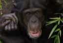 Qafzeh required surgery after the fight which left another chimpanzee fatally injured