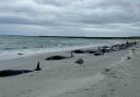 The stranded whales were spotted on Thursday on Sanday, Orkney