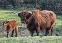 Scam website puts country park Highland cows up for sale