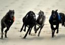A new bill will make it an offence to permit greyhounds to compete in races at tracks in Scotland