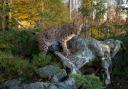 An exhibition on reintroducing lynx is touring southern Scotland